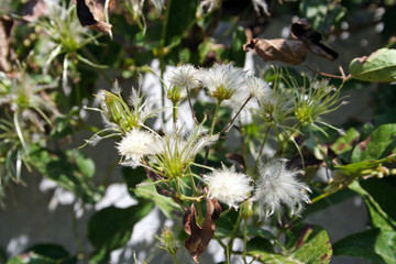 Planta blanca redonda
