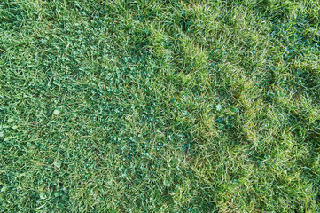 green grass