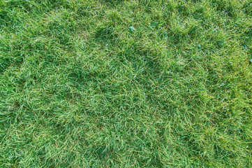 green grass