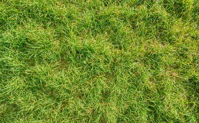 green grass