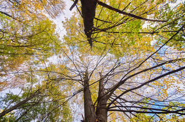 the trees in the fall from the bottom up