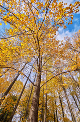 the trees in the fall from the bottom up