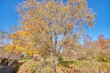 across the river bridge in the autumn park