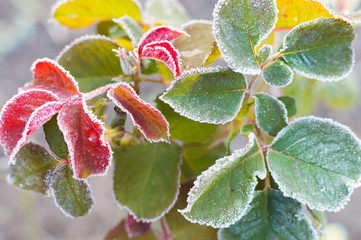 frost plants