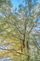 the trees in the fall from the bottom up