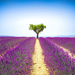 Lavender and lonely tree uphill. Provence, France