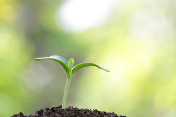 Growing sprout