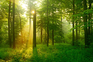 Forest of Beech Trees Illuminated by Sunbeams through Fog, dense underbrush - obrazy, fototapety, plakaty