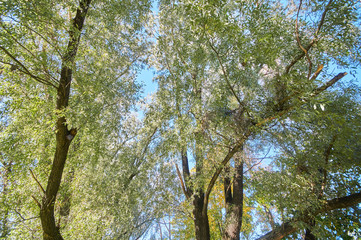 the trees in the fall from the bottom up