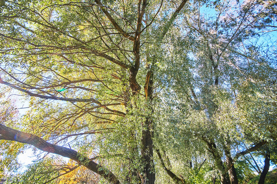 the trees in the fall from the bottom up