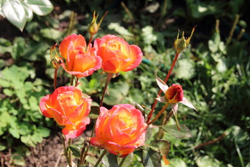 Blooming cultivar roses in the sunny autumn garden