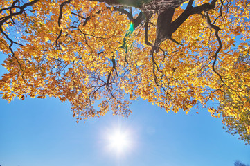 the trees in the fall from the bottom up