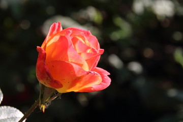 Obraz premium Blooming cultivar rose in the sunny autumn garden