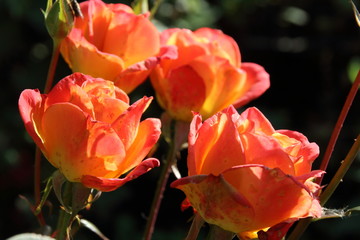 Blooming cultivar roses in the sunny autumn garden