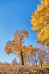 Naklejka premium autumn Park