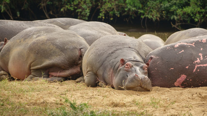 Hippopotamus resting, taking a nap