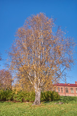 Obraz premium autumn Park