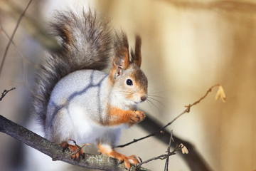 red squirrel in the Park collecting seeds on a tree in autumn