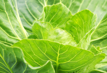 background from leaves of young green cabbage
