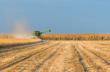 Fototapeta premium soybean harvest in autumn