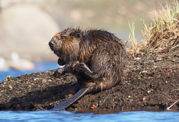 Beaver River