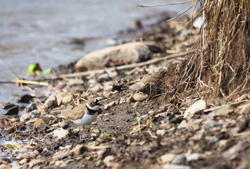 little ringed plover on the river bank