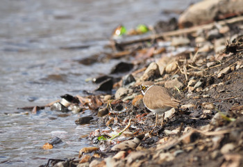 little ringed plover on the river bank