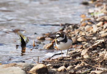 little ringed plover on the river bank