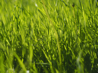 grass in the forest