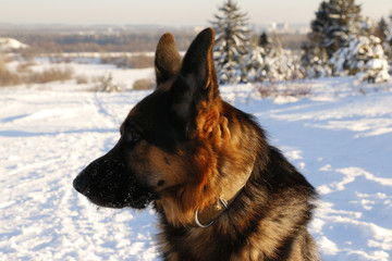 German shepherd dog on snow in winter day