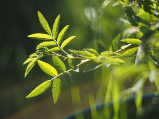 rosehips in the forest