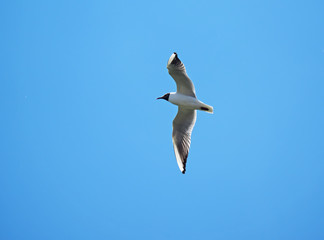 seagull in flight