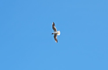 seagull in flight