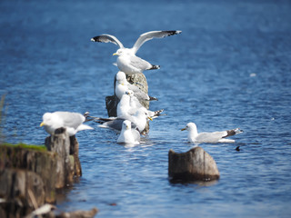 Fototapeta na wymiar gulls on the lake