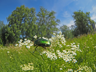chafer insect on a flower
