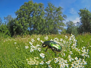 chafer insect on a flower