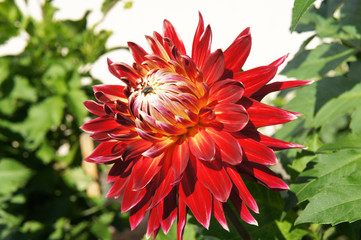 Beautiful red dahlia flower in sunlight