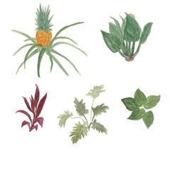 Watercolor painting tropical garden collection. Exotic plants.
