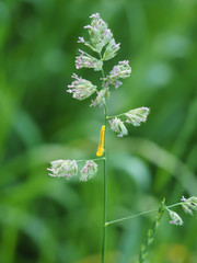 yellow caterpillar on grass