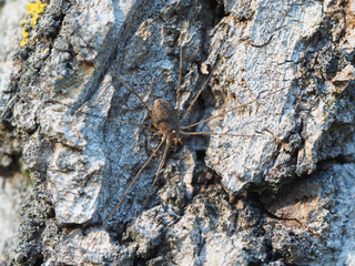 harvestman spider on tree bark