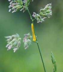 yellow caterpillar on grass