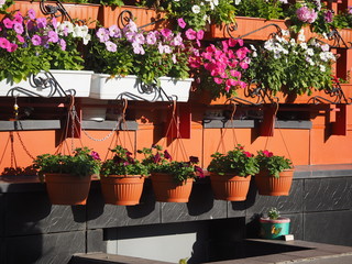 Fototapeta na wymiar flowers in a pot on the balcony