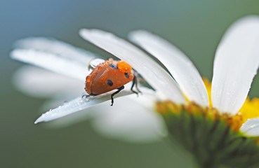 ladybug on a flower in the forest