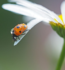 ladybug on a flower in the forest