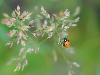 ladybug on a flower in the forest