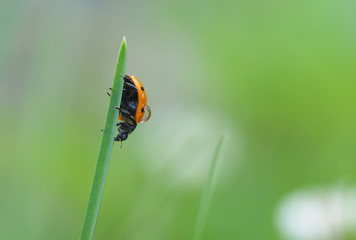 ladybug on a flower in the forest