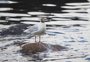 gulls on the lake