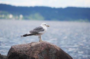 gulls on the lake