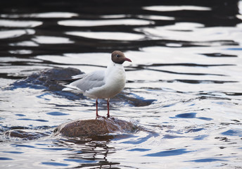 gulls on the lake