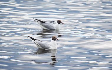 gulls on the lake